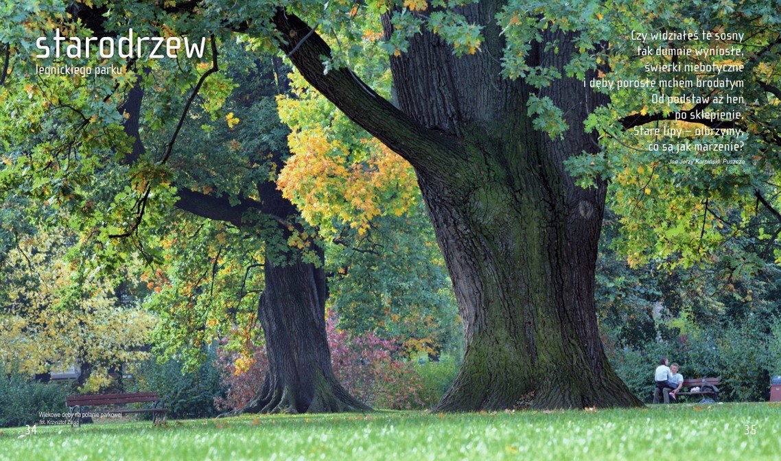 Walory przyrodnicze parku miejskiego