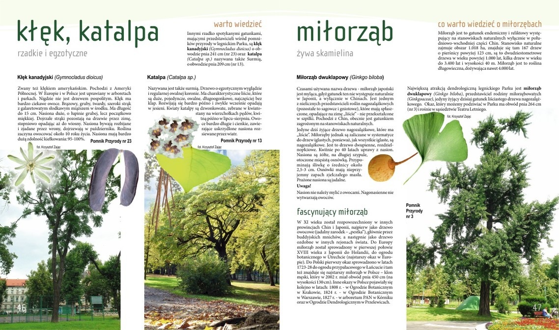 Walory przyrodnicze parku miejskiego