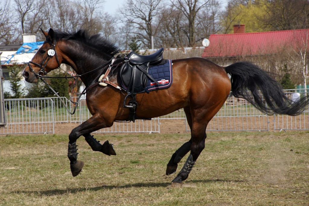 Puchar Polski WKKW 2015