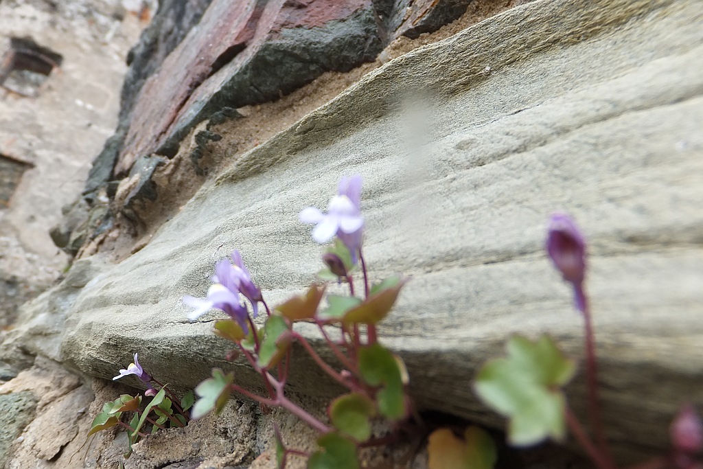 Zamkowa Majówka w Bolkowie