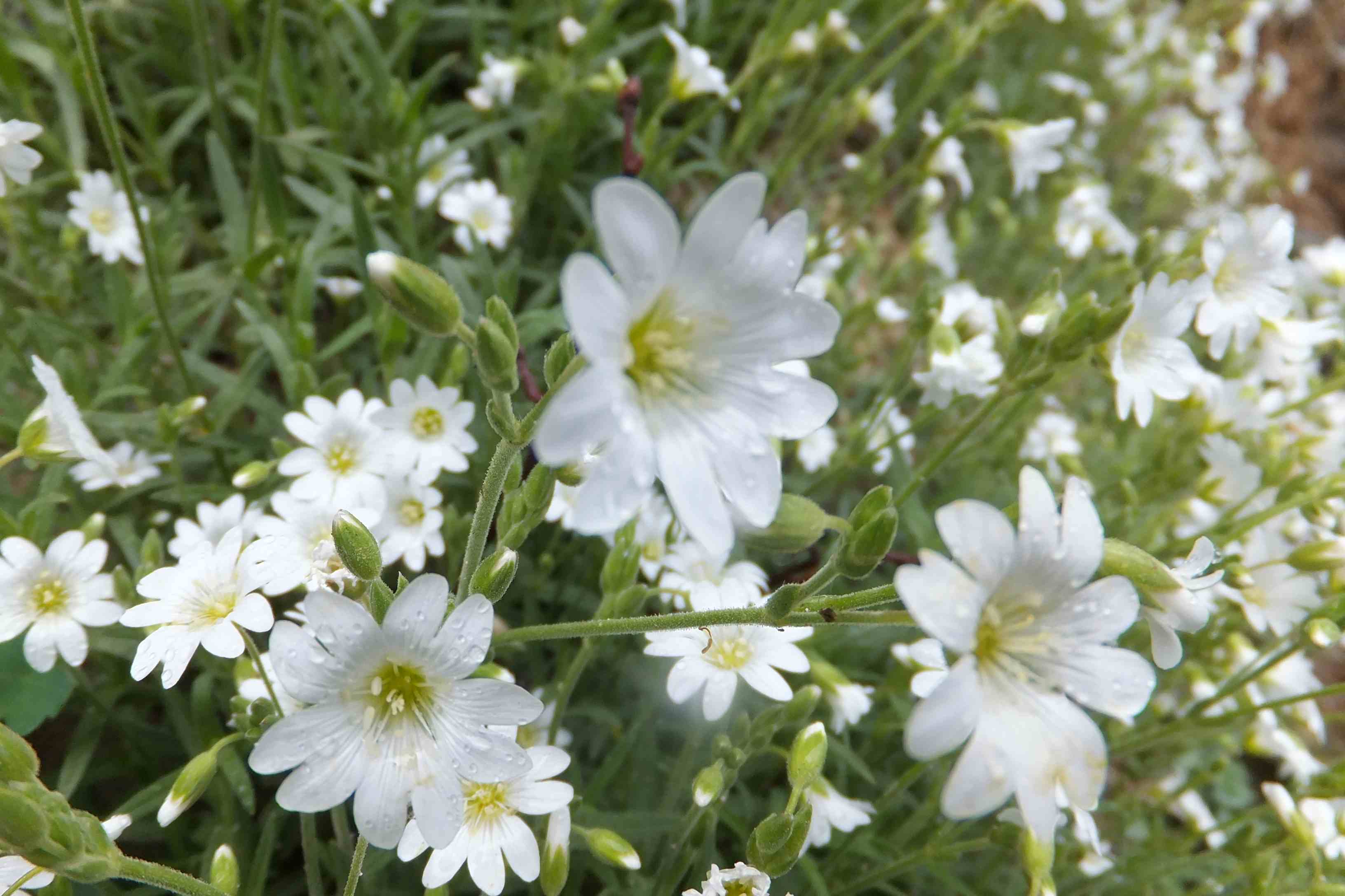 Zamkowa Majówka w Bolkowie
