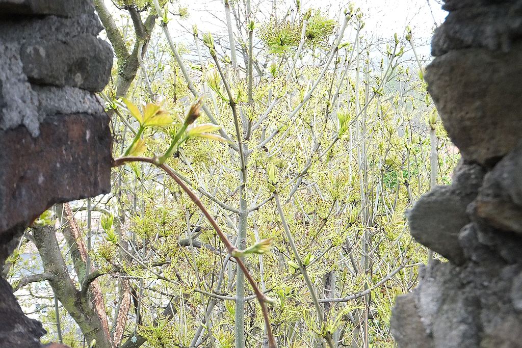 Zamkowa Majówka w Bolkowie