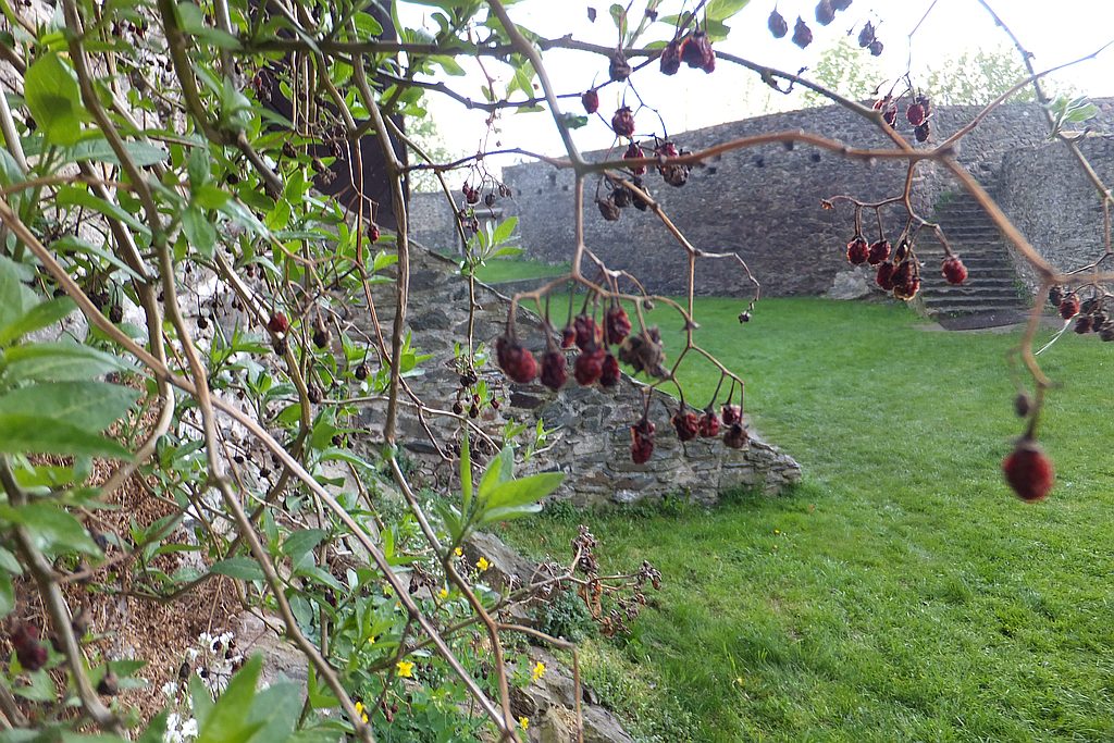 Zamkowa Majówka w Bolkowie