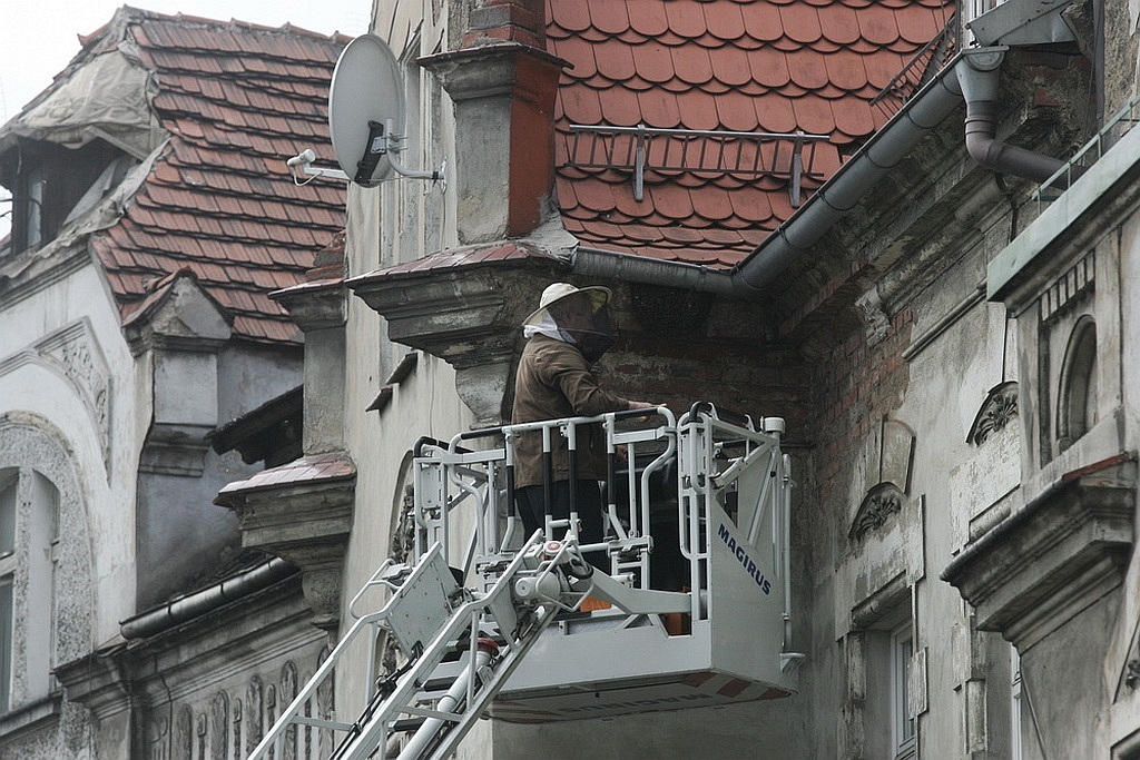 Rój pszczół na kamienicy przy Piastowskiej
