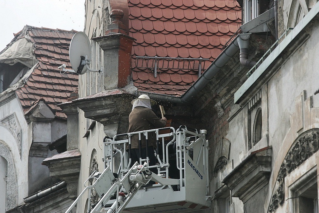 Rój pszczół na kamienicy przy Piastowskiej