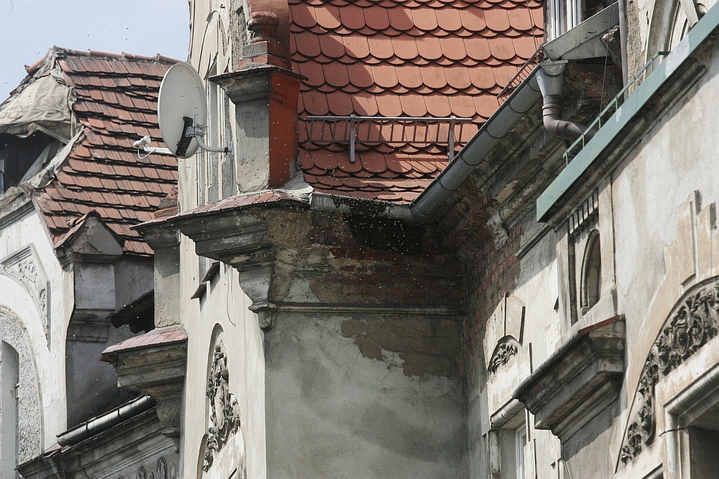 Rój pszczół na kamienicy przy Piastowskiej