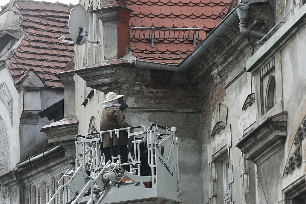 Rój pszczół na kamienicy przy Piastowskiej