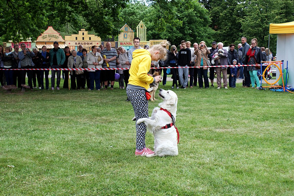 Pokazy umiejętności wychowanków psiego przedszkola