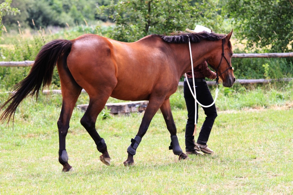 II Otwarte Mistrzostwa Dolnego Śląska w Extreme Trailu
