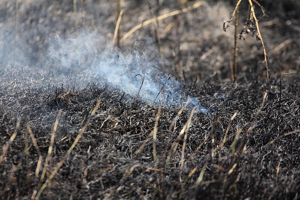 Pożar ścierniska w okolicy szpitala