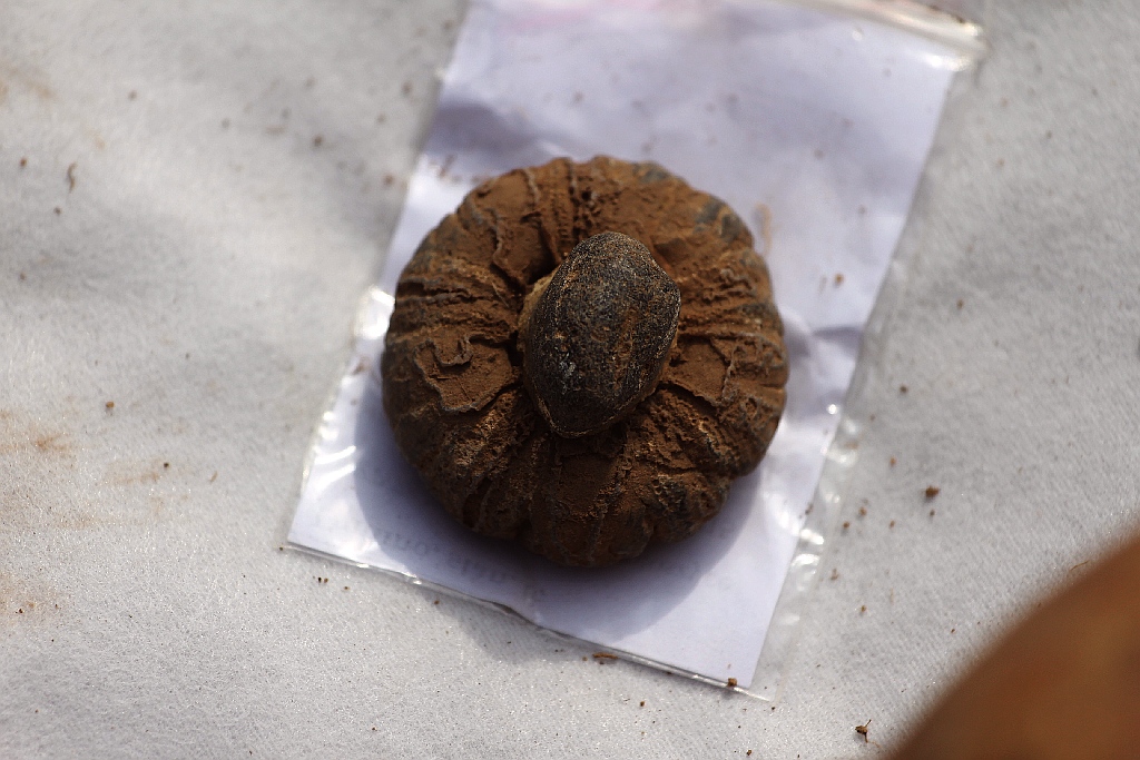 Pod Legnicą podczas budowy drogi S3 odkopali archeologiczne skarby