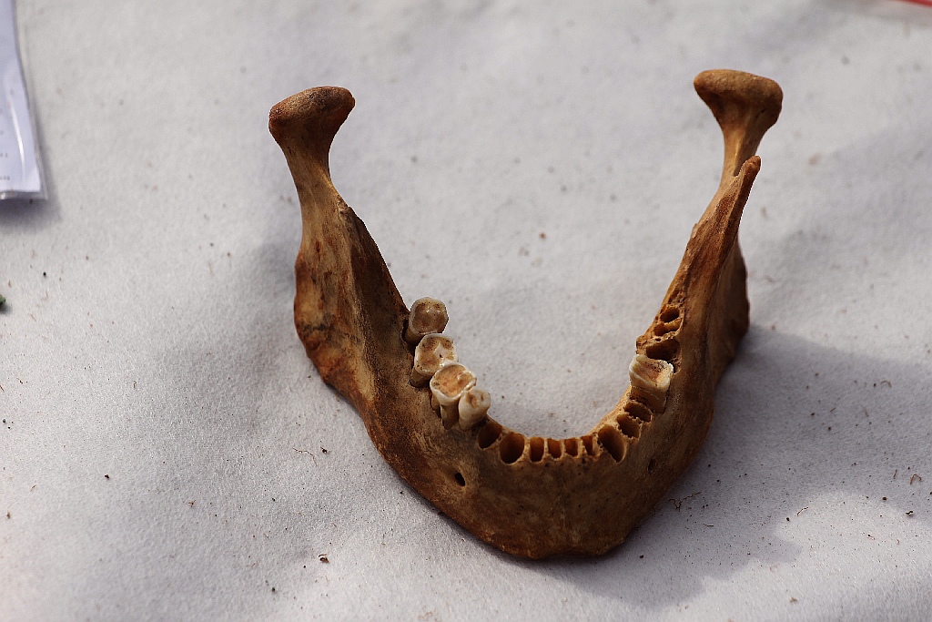 Pod Legnicą podczas budowy drogi S3 odkopali archeologiczne skarby