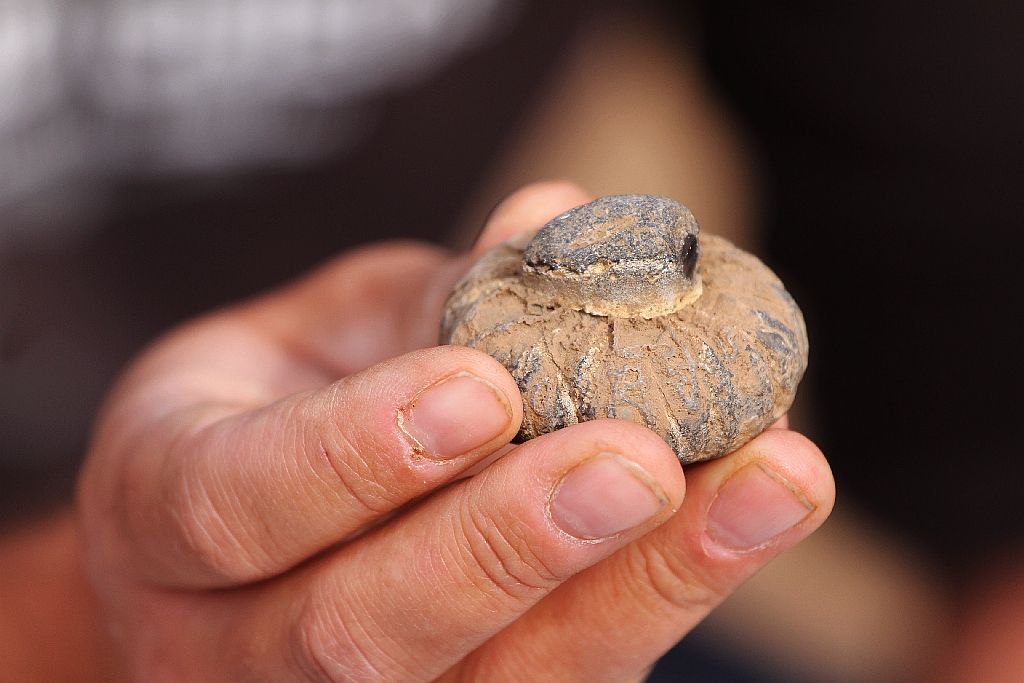 Pod Legnicą podczas budowy drogi S3 odkopali archeologiczne skarby