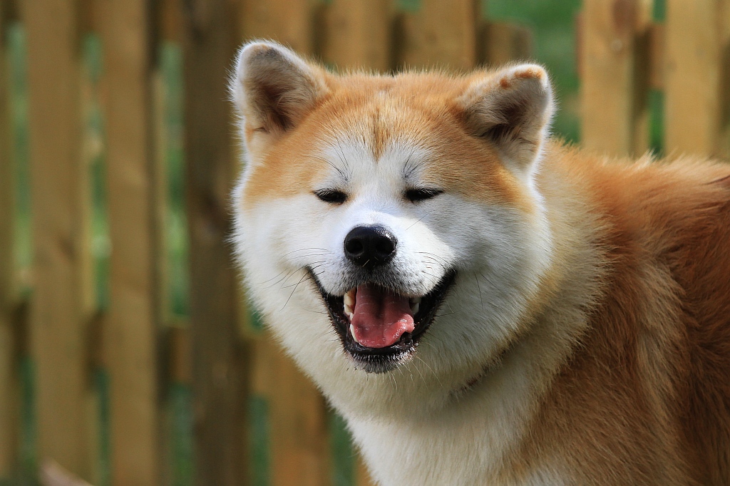 Ponad 170 psów wzięło udział w wystawie Akita Inu & Nippon Show
