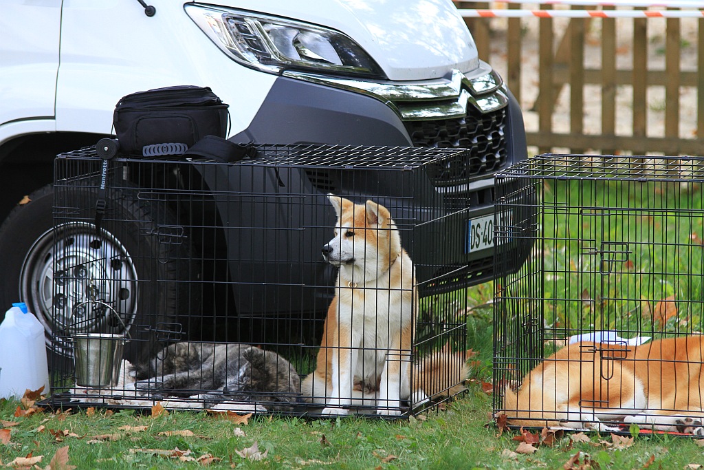 Ponad 170 psów wzięło udział w wystawie Akita Inu & Nippon Show