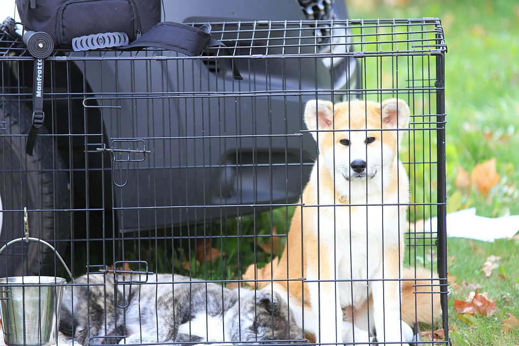 Ponad 170 psów wzięło udział w wystawie Akita Inu & Nippon Show