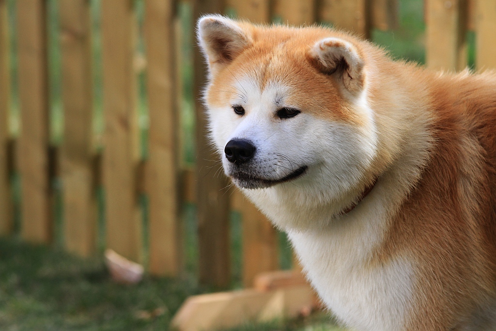 Ponad 170 psów wzięło udział w wystawie Akita Inu & Nippon Show