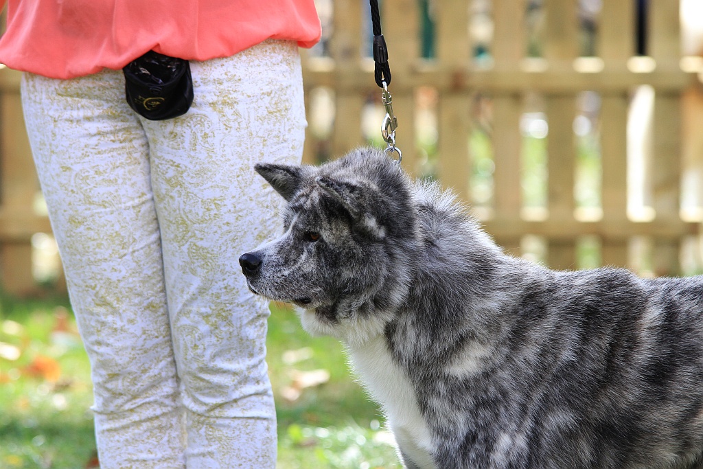 Ponad 170 psów wzięło udział w wystawie Akita Inu & Nippon Show