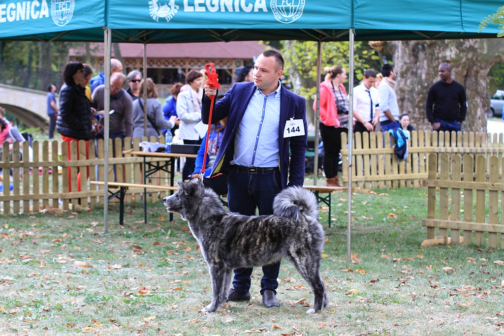 Ponad 170 psów wzięło udział w wystawie Akita Inu & Nippon Show