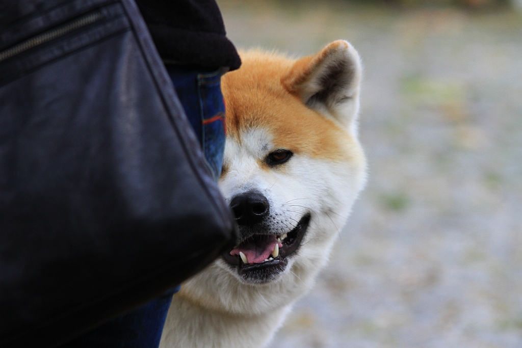 Ponad 170 psów wzięło udział w wystawie Akita Inu & Nippon Show