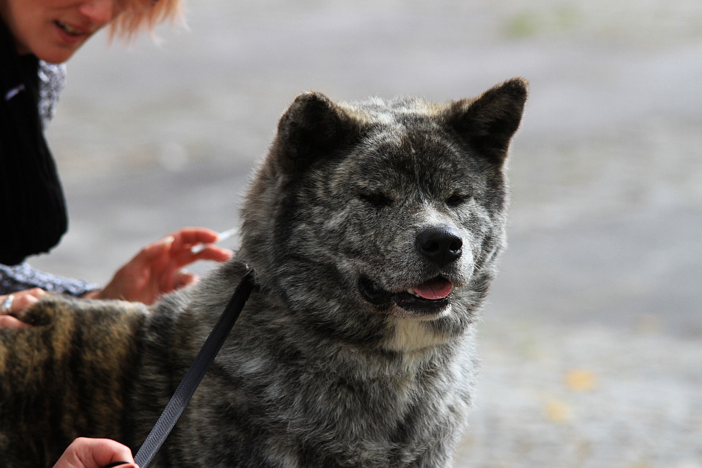 Ponad 170 psów wzięło udział w wystawie Akita Inu & Nippon Show