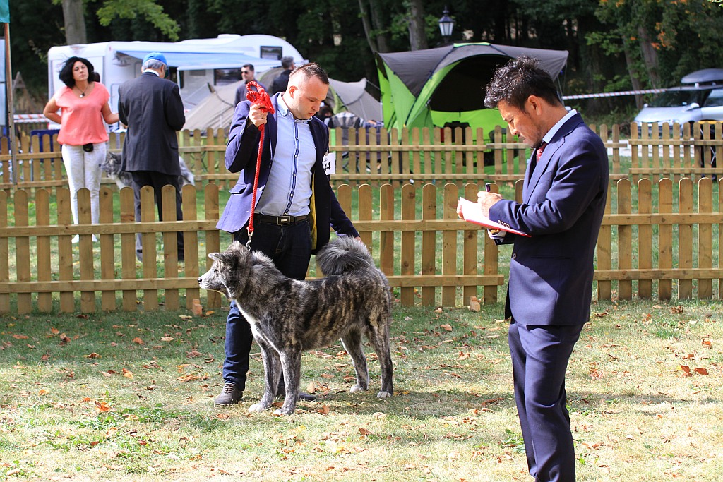 Ponad 170 psów wzięło udział w wystawie Akita Inu & Nippon Show