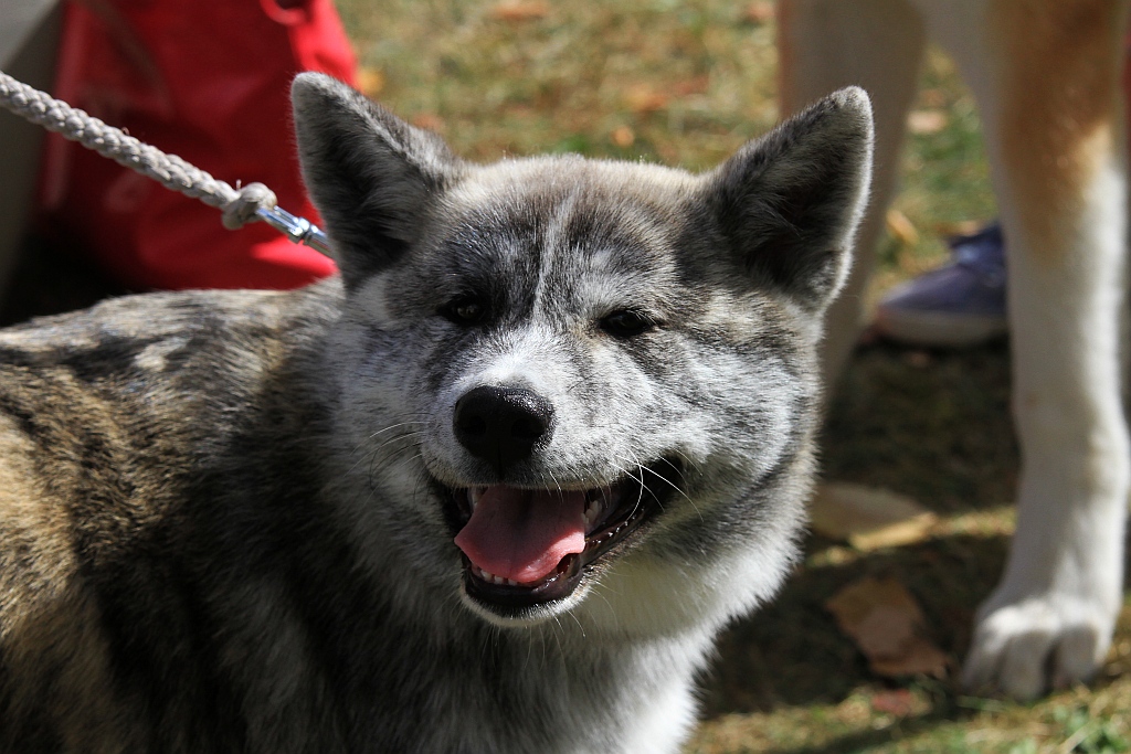 Ponad 170 psów wzięło udział w wystawie Akita Inu & Nippon Show