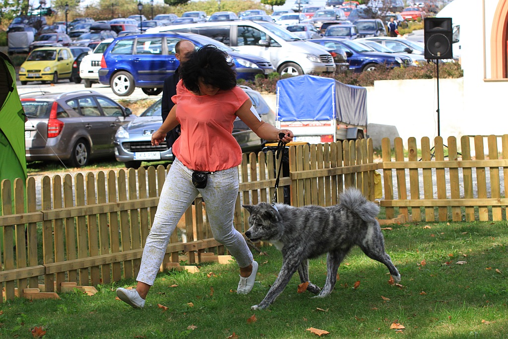 Ponad 170 psów wzięło udział w wystawie Akita Inu & Nippon Show