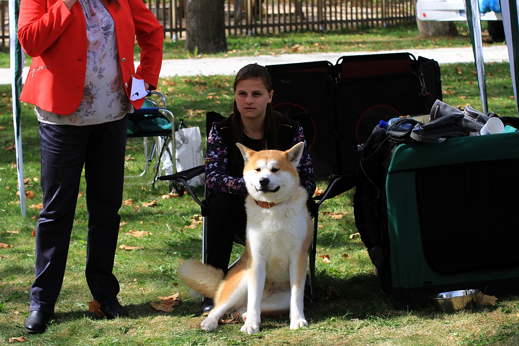 Ponad 170 psów wzięło udział w wystawie Akita Inu & Nippon Show