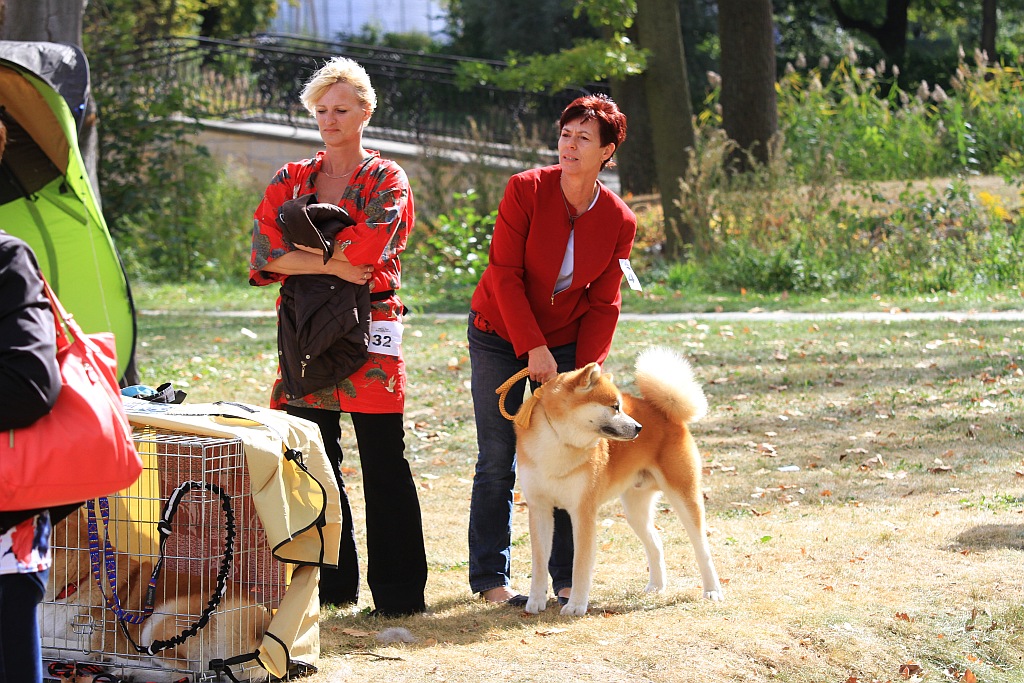 Ponad 170 psów wzięło udział w wystawie Akita Inu & Nippon Show