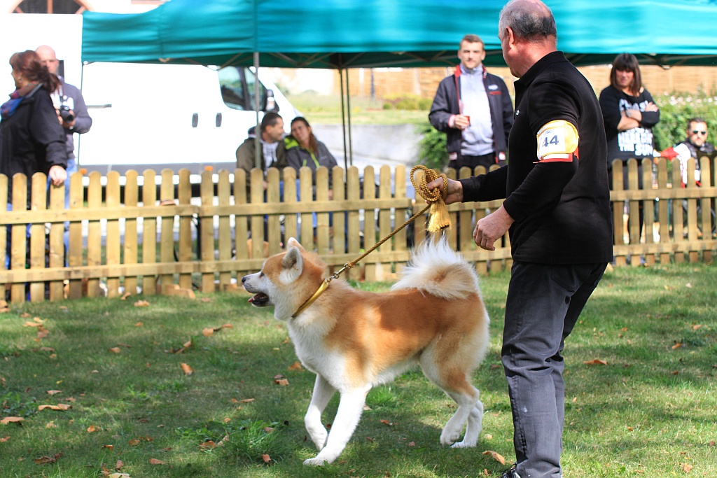 Ponad 170 psów wzięło udział w wystawie Akita Inu & Nippon Show