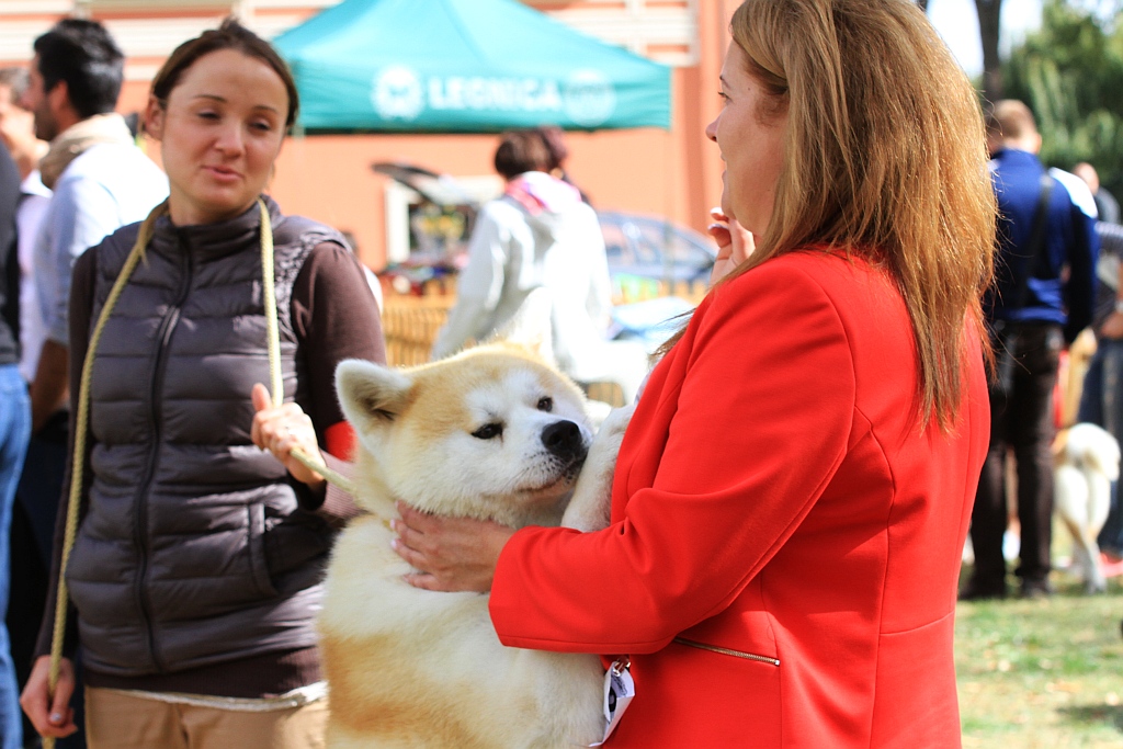 Ponad 170 psów wzięło udział w wystawie Akita Inu & Nippon Show