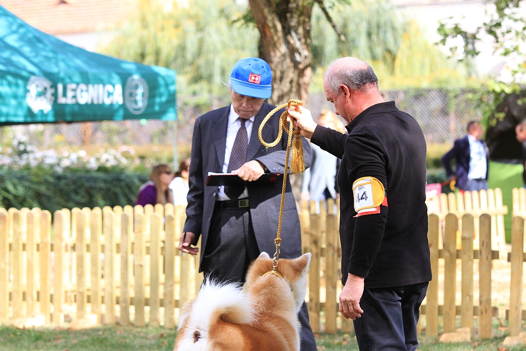 Ponad 170 psów wzięło udział w wystawie Akita Inu & Nippon Show