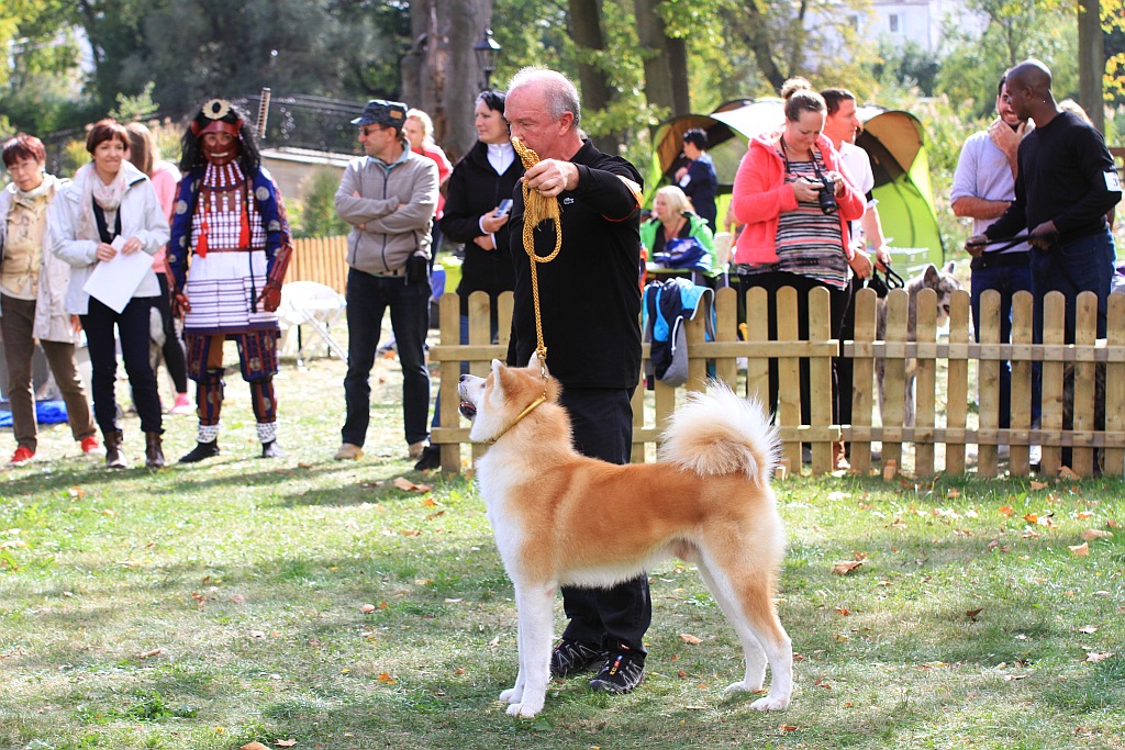 Ponad 170 psów wzięło udział w wystawie Akita Inu & Nippon Show