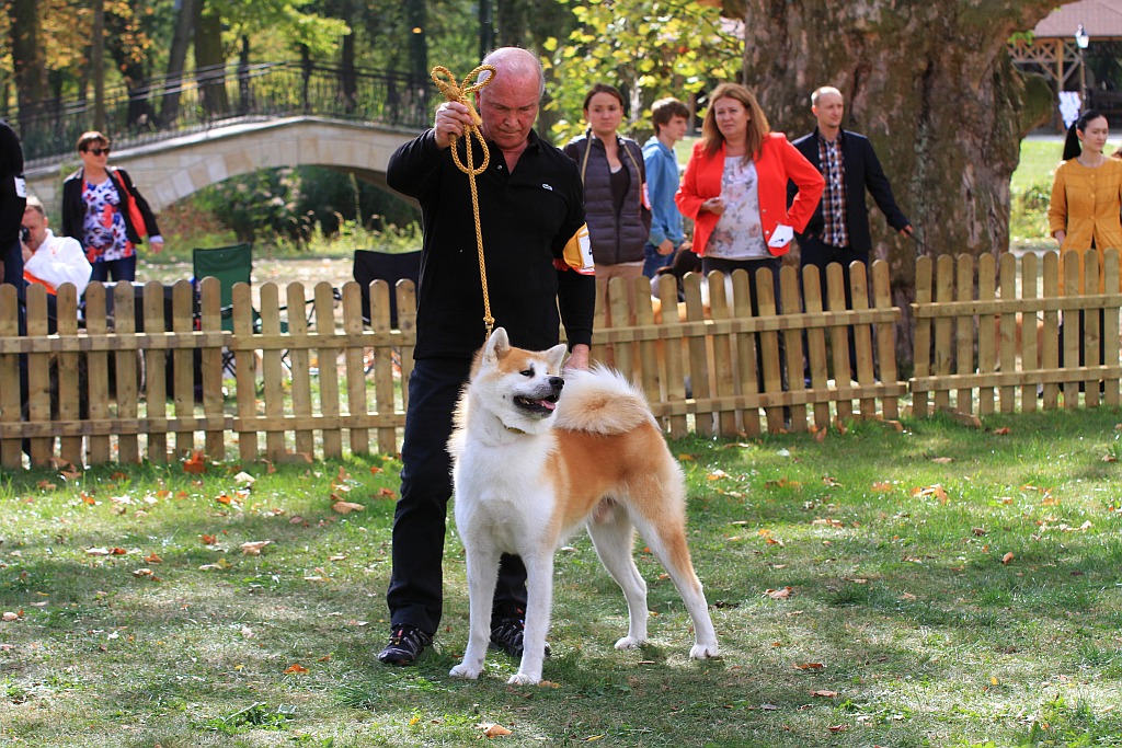 Ponad 170 psów wzięło udział w wystawie Akita Inu & Nippon Show