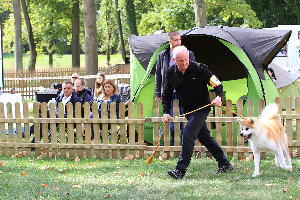 Ponad 170 psów wzięło udział w wystawie Akita Inu & Nippon Show