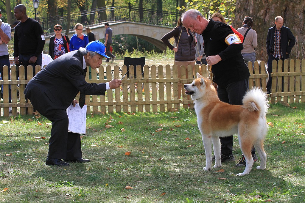 Ponad 170 psów wzięło udział w wystawie Akita Inu & Nippon Show