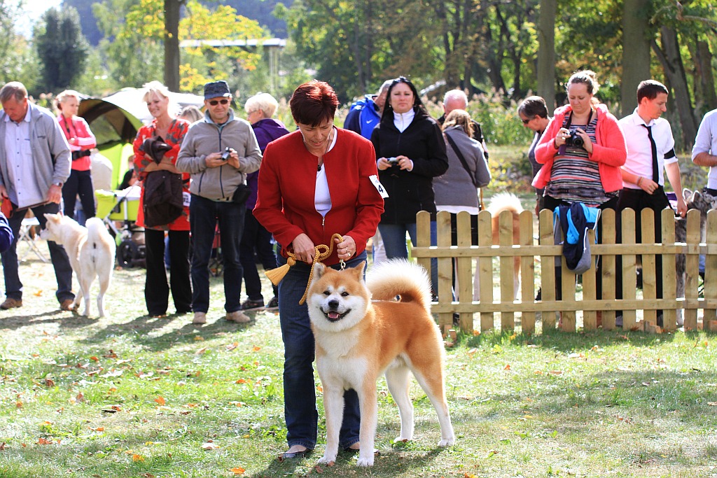Ponad 170 psów wzięło udział w wystawie Akita Inu & Nippon Show