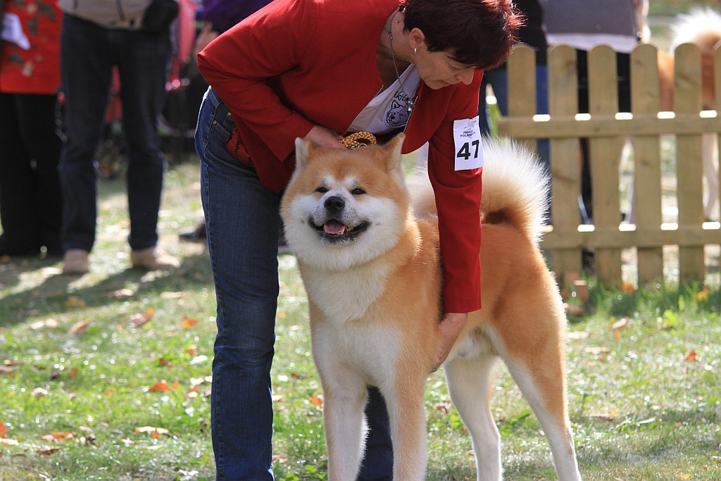 Ponad 170 psów wzięło udział w wystawie Akita Inu & Nippon Show
