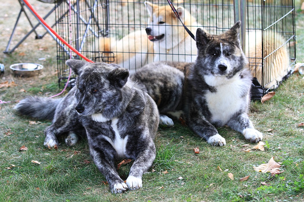 Ponad 170 psów wzięło udział w wystawie Akita Inu & Nippon Show