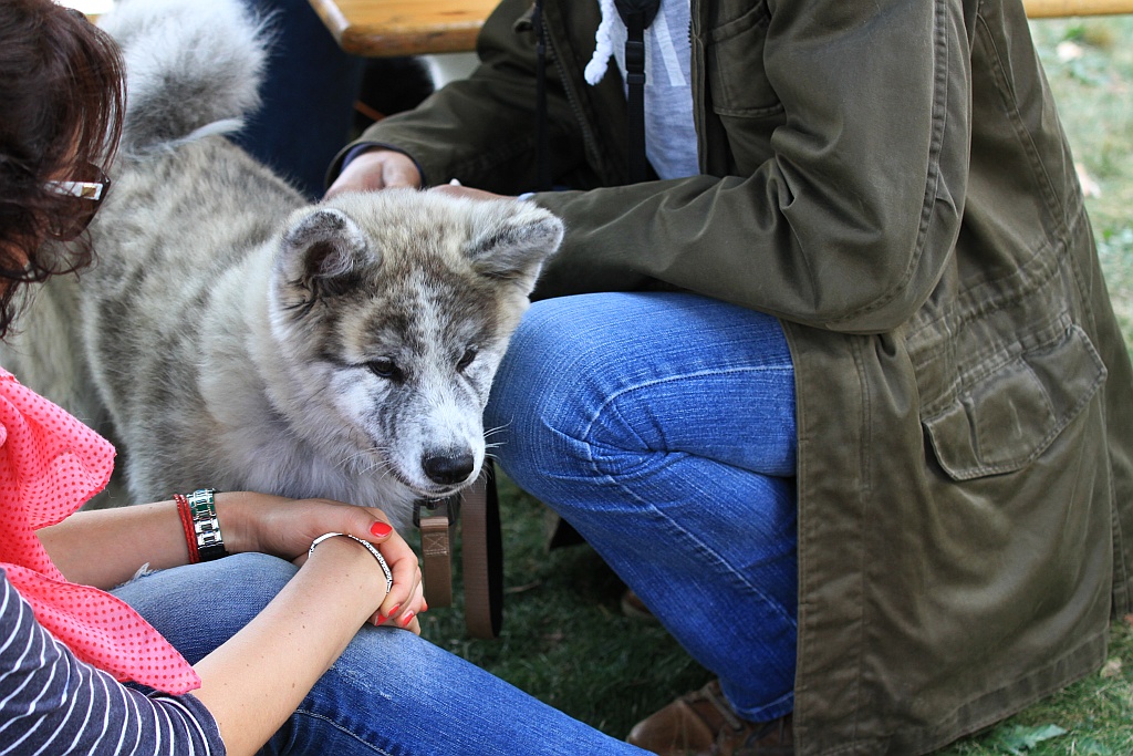 Ponad 170 psów wzięło udział w wystawie Akita Inu & Nippon Show