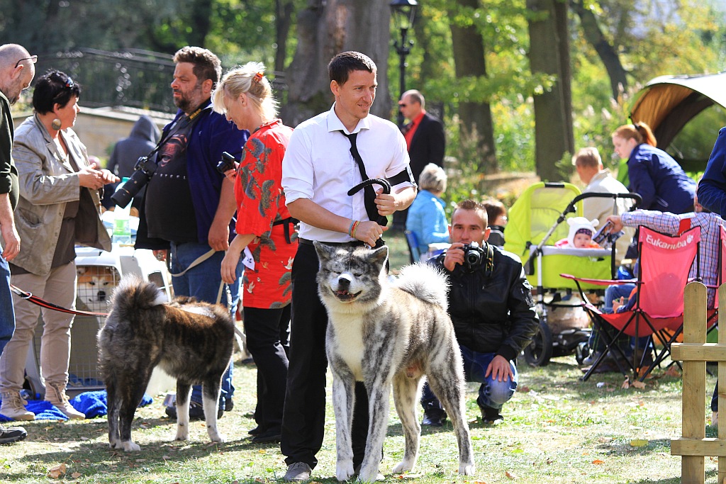 Ponad 170 psów wzięło udział w wystawie Akita Inu & Nippon Show