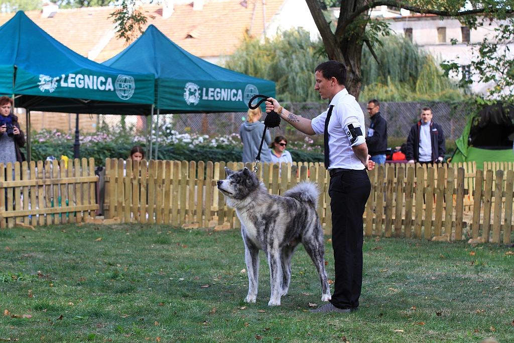 Ponad 170 psów wzięło udział w wystawie Akita Inu & Nippon Show