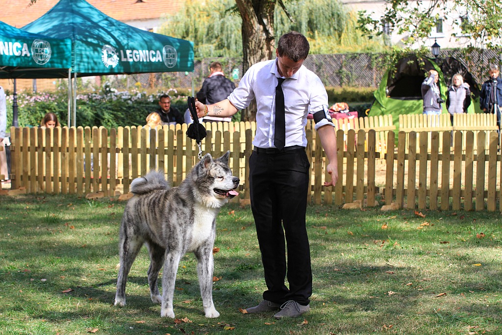 Ponad 170 psów wzięło udział w wystawie Akita Inu & Nippon Show