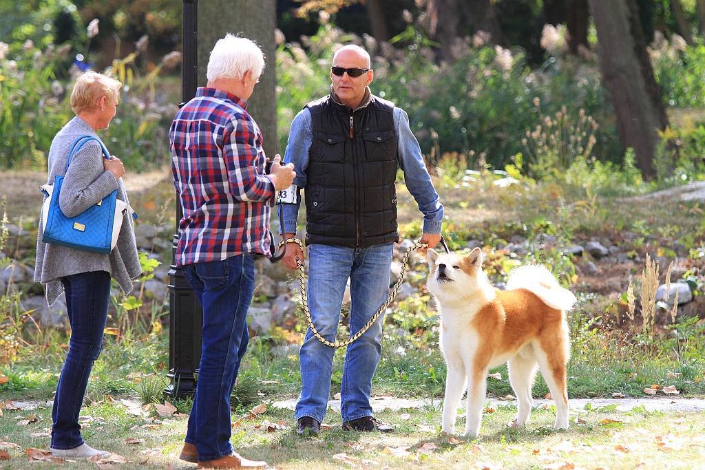 Ponad 170 psów wzięło udział w wystawie Akita Inu & Nippon Show