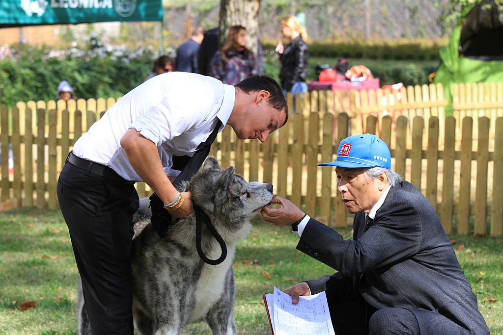 Ponad 170 psów wzięło udział w wystawie Akita Inu & Nippon Show