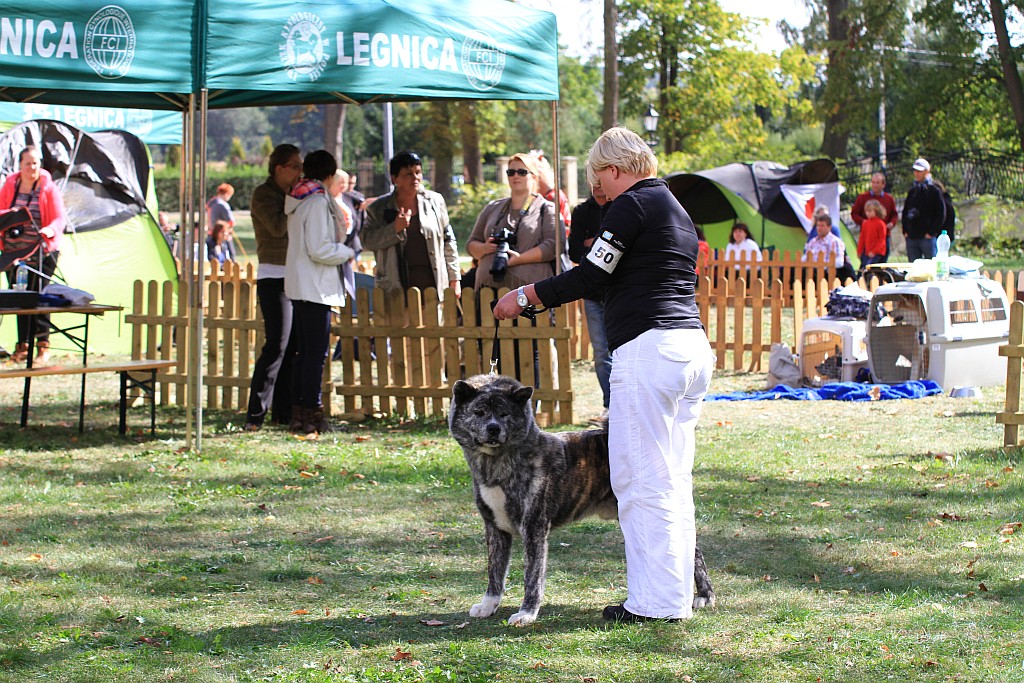 Ponad 170 psów wzięło udział w wystawie Akita Inu & Nippon Show