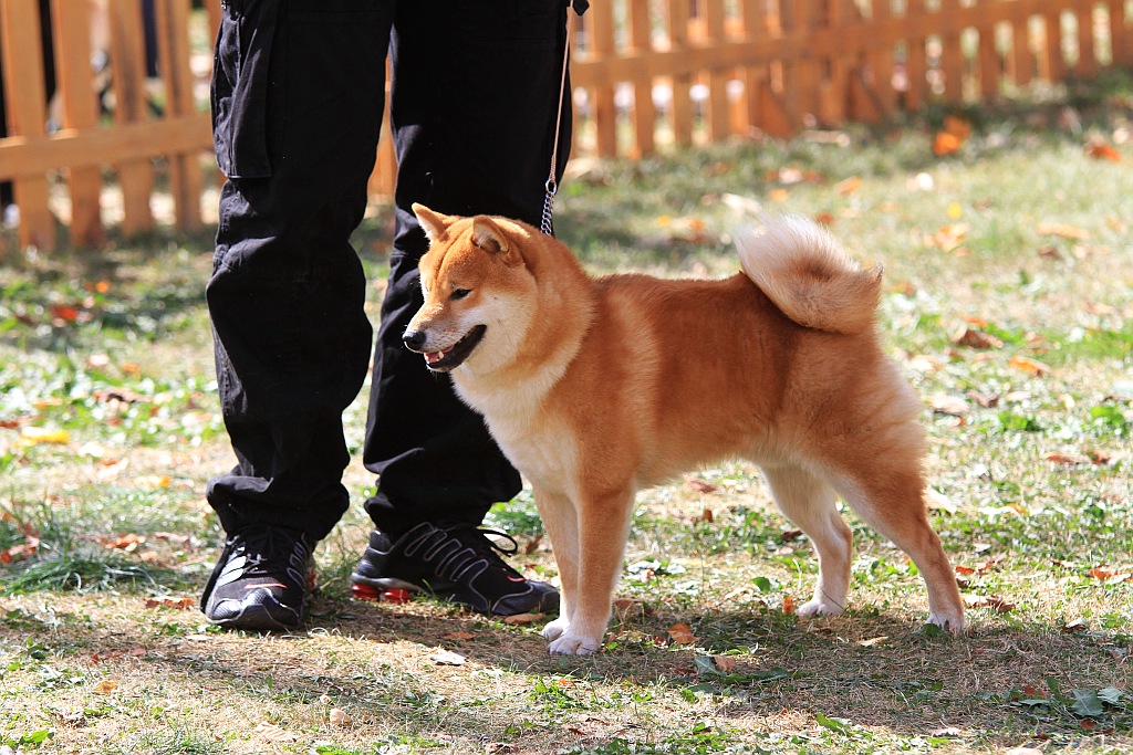 Ponad 170 psów wzięło udział w wystawie Akita Inu & Nippon Show