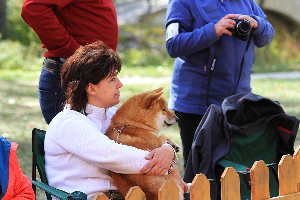 Ponad 170 psów wzięło udział w wystawie Akita Inu & Nippon Show
