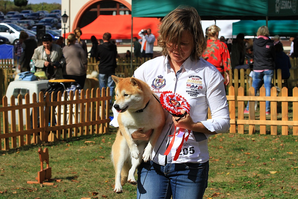 Ponad 170 psów wzięło udział w wystawie Akita Inu & Nippon Show